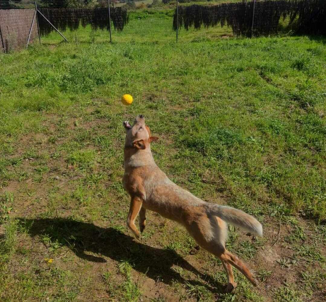 chien dans la cour de pension canine lanvellec