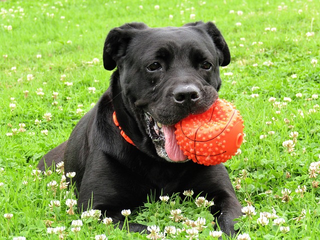 Pension canine : Offrez à votre chien un séjour de rêve !